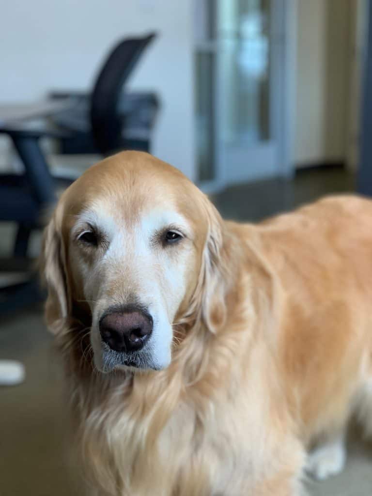 Old golden retriever dog