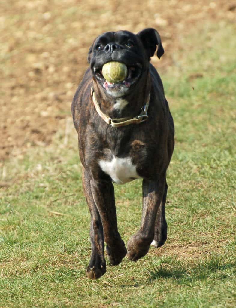 Boxer dog running with tennis ball in its mouth