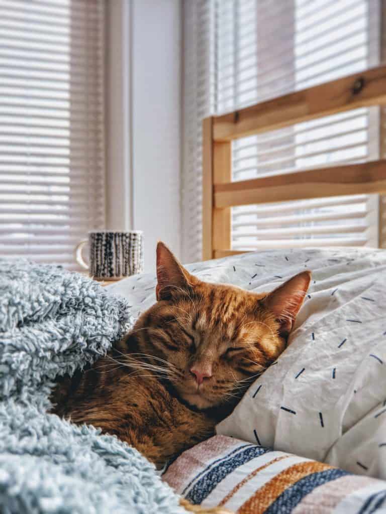 Cat sleeping on a bed